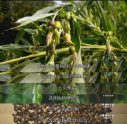 200天的守候,只为做一颗最好的薏米