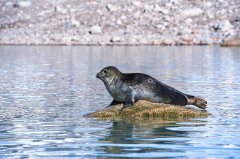 索尼全画幅微单A9走进北极