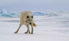 李彦宏拼命三郎:请走王劲 吴恩达 挖来陆奇撒钱追赶