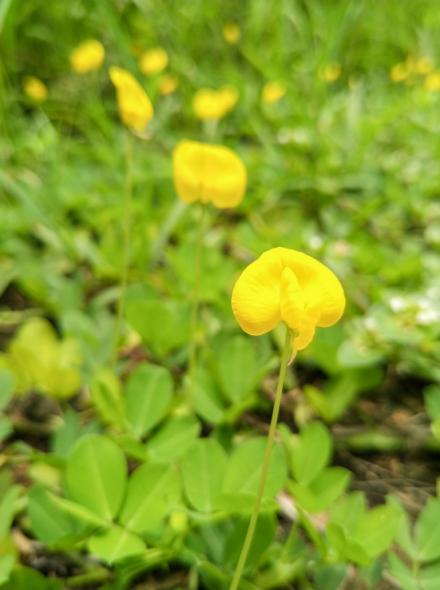 越拍越AI拍!汇威AICALL V9手机拍摄功能测评